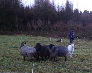 Amigo beim Htetraining mit unseren Schafen